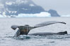 Southern humpback whale in Antarctica, lifting its fluke (tail) before diving in Cierva Cove, Antarctica. Antarctic Peninsula. Image #25518