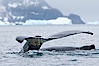 Southern humpback whale in Antarctica, lifting its fluke (tail) before diving in Cierva Cove, Antarctica. Cierva Cove, Antarctic Peninsula, Antarctica. Image #25518