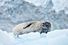 Weddell seal in Antarctica.  The Weddell seal reaches sizes of 3m and 600 kg, and feeds on a variety of fish, krill, squid, cephalopods, crustaceans and penguins. Cierva Cove, Antarctic Peninsula, Antarctica. Image #25520