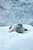 Weddell seal in Antarctica.  The Weddell seal reaches sizes of 3m and 600 kg, and feeds on a variety of fish, krill, squid, cephalopods, crustaceans and penguins. Cierva Cove, Antarctic Peninsula, Antarctica. Image #25521
