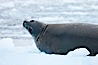 Weddell seal in Antarctica.  The Weddell seal reaches sizes of 3m and 600 kg, and feeds on a variety of fish, krill, squid, cephalopods, crustaceans and penguins. Cierva Cove, Antarctic Peninsula, Antarctica. Image #25522