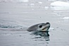 A leopard seal in Antarctica.  The leopard seal is a large predatory seal, up to 1300 lb and 11 ft in length, feeding on krill, squid, fish, various penguin species and other seabirds and occasionally, other pinnipeds. Cierva Cove, Antarctic Peninsula, Antarctica. Image #25523