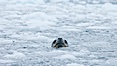 A leopard seal in Antarctica.  The leopard seal is a large predatory seal, up to 1300 lb and 11 ft in length, feeding on krill, squid, fish, various penguin species and other seabirds and occasionally, other pinnipeds. Cierva Cove, Antarctic Peninsula, Antarctica. Image #25524