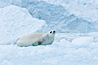 A crabeater seal, hauled out on pack ice to rest.  Crabeater seals reach 2m and 200kg in size, with females being slightly larger than males.  Crabeaters are the most abundant species of seal in the world, with as many as 75 million individuals.  Despite its name, 80% the crabeater seal's diet consists of Antarctic krill.  They have specially adapted teeth to strain the small krill from the water. Cierva Cove, Antarctic Peninsula, Antarctica. Image #25525