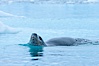 A leopard seal in Antarctica.  The leopard seal is a large predatory seal, up to 1300 lb and 11 ft in length, feeding on krill, squid, fish, various penguin species and other seabirds and occasionally, other pinnipeds. Cierva Cove, Antarctic Peninsula, Antarctica. Image #25526