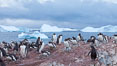 Gentoo penguin colony, Cuverville Island. Antarctic Peninsula, Antarctica. Image #25533