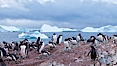 Gentoo penguin colony, Cuverville Island. Cuverville Island, Antarctic Peninsula, Antarctica. Image #25533