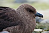 Brown skua in Antarctica. Cuverville Island, Antarctic Peninsula, Antarctica. Image #25534