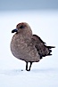 Brown skua in Antarctica. Cuverville Island, Antarctic Peninsula, Antarctica. Image #25535