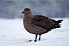 Brown skua in Antarctica. Cuverville Island, Antarctic Peninsula, Antarctica. Image #25536