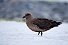 Brown skua in Antarctica. Cuverville Island, Antarctic Peninsula, Antarctica. Image #25537