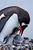 Gentoo penguin tending to its two chicks.  The nest is made of small stones. Cuverville Island, Antarctic Peninsula, Antarctica. Image #25551
