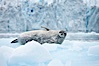 Weddell seal in Antarctica.  The Weddell seal reaches sizes of 3m and 600 kg, and feeds on a variety of fish, krill, squid, cephalopods, crustaceans and penguins. Cierva Cove, Antarctic Peninsula, Antarctica. Image #25567