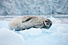 Weddell seal in Antarctica.  The Weddell seal reaches sizes of 3m and 600 kg, and feeds on a variety of fish, krill, squid, cephalopods, crustaceans and penguins. Cierva Cove, Antarctic Peninsula, Antarctica. Image #25568