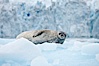 Weddell seal in Antarctica.  The Weddell seal reaches sizes of 3m and 600 kg, and feeds on a variety of fish, krill, squid, cephalopods, crustaceans and penguins. Cierva Cove, Antarctic Peninsula, Antarctica. Image #25569