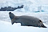 Weddell seal in Antarctica.  The Weddell seal reaches sizes of 3m and 600 kg, and feeds on a variety of fish, krill, squid, cephalopods, crustaceans and penguins. Cierva Cove, Antarctic Peninsula, Antarctica. Image #25571