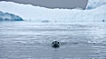 A leopard seal in Antarctica.  The leopard seal is a large predatory seal, up to 1300 lb and 11 ft in length, feeding on krill, squid, fish, various penguin species and other seabirds and occasionally, other pinnipeds. Cierva Cove, Antarctic Peninsula, Antarctica. Image #25574