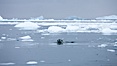 A leopard seal in Antarctica.  The leopard seal is a large predatory seal, up to 1300 lb and 11 ft in length, feeding on krill, squid, fish, various penguin species and other seabirds and occasionally, other pinnipeds. Cierva Cove, Antarctic Peninsula, Antarctica. Image #25575
