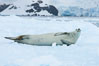 A crabeater seal, hauled out on pack ice to rest.  Crabeater seals reach 2m and 200kg in size, with females being slightly larger than males.  Crabeaters are the most abundant species of seal in the world, with as many as 75 million individuals.  Despite its name, 80% the crabeater seal's diet consists of Antarctic krill.  They have specially adapted teeth to strain the small krill from the water. Cierva Cove, Antarctic Peninsula, Antarctica. Image #25576