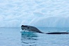 A leopard seal in Antarctica.  The leopard seal is a large predatory seal, up to 1300 lb and 11 ft in length, feeding on krill, squid, fish, various penguin species and other seabirds and occasionally, other pinnipeds. Cierva Cove, Antarctic Peninsula, Antarctica. Image #25578