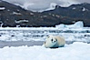 Crabeater seal resting on pack ice.  Crabeater seals reach 2m and 200kg in size, with females being slightly larger than males.  Crabeaters are the most abundant species of seal in the world, with as many as 75 million individuals.  Despite its name, 80% the crabeater seal's diet consists of Antarctic krill.  They have specially adapted teeth to strain the small krill from the water. Cierva Cove, Antarctic Peninsula, Antarctica. Image #25579