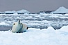 Crabeater seal resting on pack ice.  Crabeater seals reach 2m and 200kg in size, with females being slightly larger than males.  Crabeaters are the most abundant species of seal in the world, with as many as 75 million individuals.  Despite its name, 80% the crabeater seal's diet consists of Antarctic krill.  They have specially adapted teeth to strain the small krill from the water. Cierva Cove, Antarctic Peninsula, Antarctica. Image #25581
