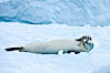 A crabeater seal, hauled out on pack ice to rest.  Crabeater seals reach 2m and 200kg in size, with females being slightly larger than males.  Crabeaters are the most abundant species of seal in the world, with as many as 75 million individuals.  Despite its name, 80% the crabeater seal's diet consists of Antarctic krill.  They have specially adapted teeth to strain the small krill from the water. Cierva Cove, Antarctic Peninsula, Antarctica. Image #25582
