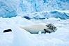 A crabeater seal, hauled out on pack ice to rest.  Crabeater seals reach 2m and 200kg in size, with females being slightly larger than males.  Crabeaters are the most abundant species of seal in the world, with as many as 75 million individuals.  Despite its name, 80% the crabeater seal's diet consists of Antarctic krill.  They have specially adapted teeth to strain the small krill from the water. Cierva Cove, Antarctic Peninsula, Antarctica. Image #25583