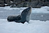 A leopard seal in Antarctica.  The leopard seal is a large predatory seal, up to 1300 lb and 11 ft in length, feeding on krill, squid, fish, various penguin species and other seabirds and occasionally, other pinnipeds. Cierva Cove, Antarctic Peninsula, Antarctica. Image #25592