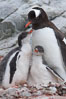 Gentoo penguin adult tending to its two chicks.  The chicks will remain in the nest for about 30 days after hatching. Peterman Island, Antarctic Peninsula, Antarctica. Image #25601