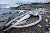 Blue whale skeleton in Antarctica, on the shore at Port Lockroy, Antarctica.  This skeleton is composed primarily of blue whale bones, but there are believed to be bones of other baleen whales included in the skeleton as well. Port Lockroy, Antarctic Peninsula, Antarctica. Image #25604