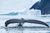 Humpback whale in Antarctica.  A humpback whale swims through the beautiful ice-filled waters of Neko Harbor, Antarctic Peninsula, Antarctica. Neko Harbor, Antarctic Peninsula, Antarctica. Image #25646