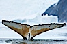 Southern humpback whale in Antarctica, with significant diatomaceous growth (brown) on the underside of its fluke, lifting its fluke before diving in Neko Harbor, Antarctica. Neko Harbor, Antarctic Peninsula, Antarctica. Image #25647