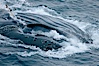 Humpback whale lunge feeding on Antarctic krill, with mouth open and baleen visible.  The humbpack's throat grooves are seen as its pleated throat becomes fully distended as the whale fills its mouth with krill and water.  The water will be pushed out, while the baleen strains and retains the small krill. Gerlache Strait, Antarctic Peninsula, Antarctica. Image #25648