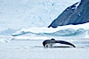 Humpback whale in Antarctica.  A humpback whale swims through the beautiful ice-filled waters of Neko Harbor, Antarctic Peninsula, Antarctica. Neko Harbor, Antarctic Peninsula, Antarctica. Image #25652