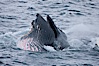 Humpback whale lunge feeding on Antarctic krill, with mouth open and baleen visible.  The humbpack's pink throat grooves are seen as its pleated throat becomes fully distended as the whale fills its mouth with krill and water.  The water will be pushed out, while the baleen strains and retains the small krill. Gerlache Strait, Antarctic Peninsula, Antarctica. Image #25660