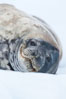 Weddell seal in Antarctica.  The Weddell seal reaches sizes of 3m and 600 kg, and feeds on a variety of fish, krill, squid, cephalopods, crustaceans and penguins. Neko Harbor, Antarctic Peninsula. Image #25661
