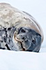 Weddell seal in Antarctica.  The Weddell seal reaches sizes of 3m and 600 kg, and feeds on a variety of fish, krill, squid, cephalopods, crustaceans and penguins. Neko Harbor, Antarctic Peninsula, Antarctica. Image #25661