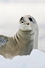 A crabeater seal, hauled out on pack ice to rest.  Crabeater seals reach 2m and 200kg in size, with females being slightly larger than males.  Crabeaters are the most abundant species of seal in the world, with as many as 75 million individuals.  Despite its name, 80% the crabeater seal's diet consists of Antarctic krill.  They have specially adapted teeth to strain the small krill from the water. Neko Harbor, Antarctic Peninsula, Antarctica. Image #25663