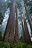 Giant redwood, Lady Bird Johnson Grove, Redwood National Park.  The coastal redwood, or simply 'redwood', is the tallest tree on Earth, reaching a height of 379' and living 3500 years or more.  It is native to coastal California and the southwestern corner of Oregon within the United States, but most concentrated in Redwood National and State Parks in Northern California, found close to the coast where moisture and soil conditions can support its unique size and growth requirements. Redwood National Park, California, USA. Image #25795