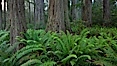 Ferns grow below coastal redwood and Douglas Fir trees, Lady Bird Johnson Grove, Redwood National Park.  The coastal redwood, or simply 'redwood', is the tallest tree on Earth, reaching a height of 379' and living 3500 years or more.  It is native to coastal California and the southwestern corner of Oregon within the United States, but most concentrated in Redwood National and State Parks in Northern California, found close to the coast where moisture and soil conditions can support its unique size and growth requirements. Redwood National Park, California, USA. Image #25796