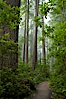 A walking path through Lady Bird Johnson Grove, Redwood National Park.  The coastal redwood, or simply 'redwood', is the tallest tree on Earth, reaching a height of 379' and living 3500 years or more.  It is native to coastal California and the southwestern corner of Oregon within the United States, but most concentrated in Redwood National and State Parks in Northern California, found close to the coast where moisture and soil conditions can support its unique size and growth requirements. Redwood National Park, California, USA. Image #25797