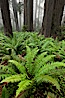 Ferns grow below coastal redwood and Douglas Fir trees, Lady Bird Johnson Grove, Redwood National Park.  The coastal redwood, or simply 'redwood', is the tallest tree on Earth, reaching a height of 379' and living 3500 years or more.  It is native to coastal California and the southwestern corner of Oregon within the United States, but most concentrated in Redwood National and State Parks in Northern California, found close to the coast where moisture and soil conditions can support its unique size and growth requirements. Redwood National Park, California, USA. Image #25798