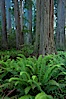 Giant redwood, Lady Bird Johnson Grove, Redwood National Park.  The coastal redwood, or simply 'redwood', is the tallest tree on Earth, reaching a height of 379' and living 3500 years or more.  It is native to coastal California and the southwestern corner of Oregon within the United States, but most concentrated in Redwood National and State Parks in Northern California, found close to the coast where moisture and soil conditions can support its unique size and growth requirements. Redwood National Park, California, USA. Image #25799