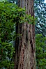 Coast redwood, or simply 'redwood', the tallest tree on Earth, reaching a height of 379' and living 3500 years or more.  It is native to coastal California and the southwestern corner of Oregon within the United States, but most concentrated in Redwood National and State Parks in Northern California, found close to the coast where moisture and soil conditions can support its unique size and growth requirements. Redwood National Park, California, USA. Image #25801