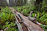 Fallen coast redwood tree.  This tree will slowly decompose, providing a substrate and nutrition for new plants to grow and structure for small animals to use.  Nurse log. Redwood National Park, California, USA. Image #25803