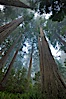 Giant redwood, Lady Bird Johnson Grove, Redwood National Park.  The coastal redwood, or simply 'redwood', is the tallest tree on Earth, reaching a height of 379' and living 3500 years or more.  It is native to coastal California and the southwestern corner of Oregon within the United States, but most concentrated in Redwood National and State Parks in Northern California, found close to the coast where moisture and soil conditions can support its unique size and growth requirements. Redwood National Park, California, USA. Image #25805