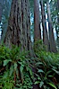 Giant redwood, Lady Bird Johnson Grove, Redwood National Park.  The coastal redwood, or simply 'redwood', is the tallest tree on Earth, reaching a height of 379' and living 3500 years or more.  It is native to coastal California and the southwestern corner of Oregon within the United States, but most concentrated in Redwood National and State Parks in Northern California, found close to the coast where moisture and soil conditions can support its unique size and growth requirements. Redwood National Park, California, USA. Image #25806