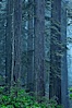 Giant redwood, Lady Bird Johnson Grove, Redwood National Park.  The coastal redwood, or simply 'redwood', is the tallest tree on Earth, reaching a height of 379' and living 3500 years or more.  It is native to coastal California and the southwestern corner of Oregon within the United States, but most concentrated in Redwood National and State Parks in Northern California, found close to the coast where moisture and soil conditions can support its unique size and growth requirements. Redwood National Park, California, USA. Image #25809