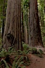 Giant redwood, Stout Grove, Redwood National Park.  The coastal redwood, is the tallest tree on Earth, reaching a height of 379' and living 3500 years or more.  It is native to coastal California and the southwestern corner of Oregon within the United States, but most concentrated in Redwood National and State Parks in Northern California, found close to the coast where moisture and soil conditions can support its unique size and growth requirements. Redwood National Park, California, USA. Image #25850